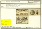 Karteikarte zum Holotyp von Robulina regina Karrer, 1864